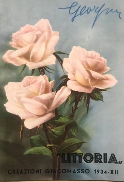 Rosa Littoria