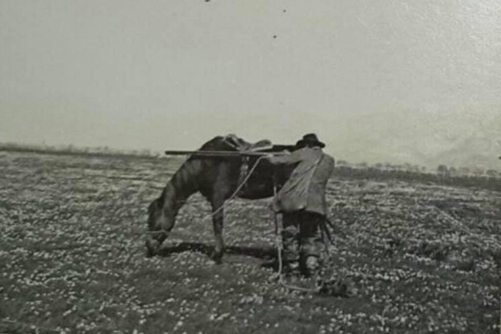 LA VITA NELLE PALUDI PONTINE PRIMA DELLA BONIFICA