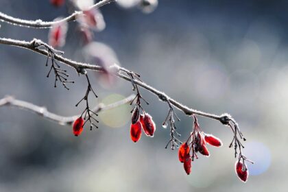 “Semi di luce” La rubrica poetica della direttrice Antonietta Malito
