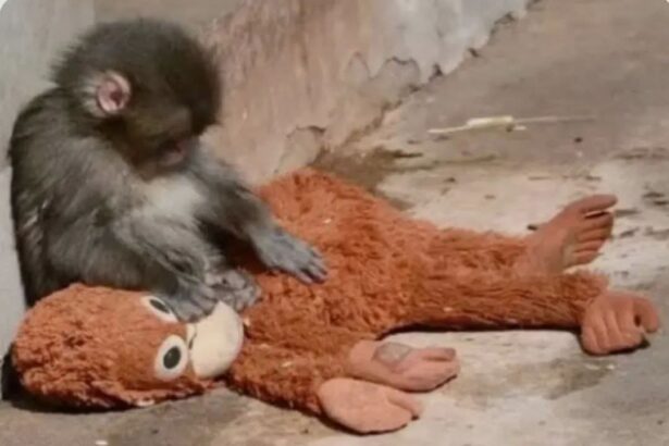 Macaca fuscata dello Ichikawa City Zoo