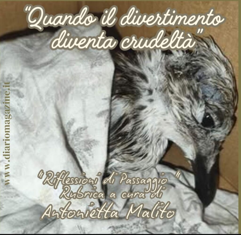 Quando il divertimento diventa crudeltà